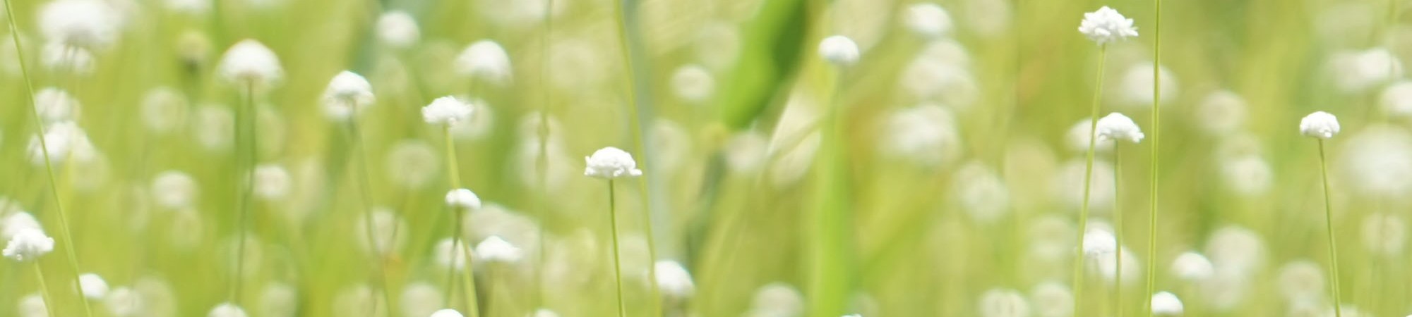 シラタマホシクサ